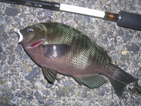 青物の釣れない３連休 異端系アングラー釣行記