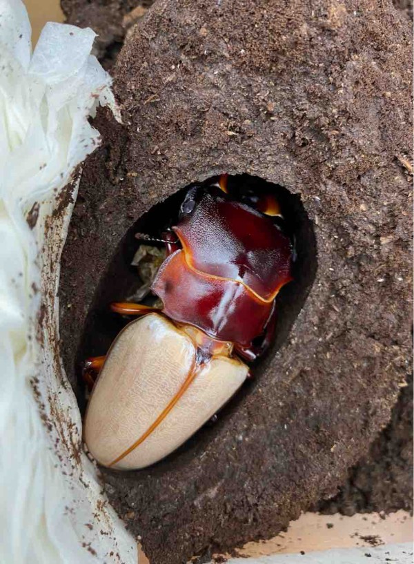 フェモラリスツヤクワガタ （原名亜種） 飼育記 : テツのツヤクワ素人飼育
