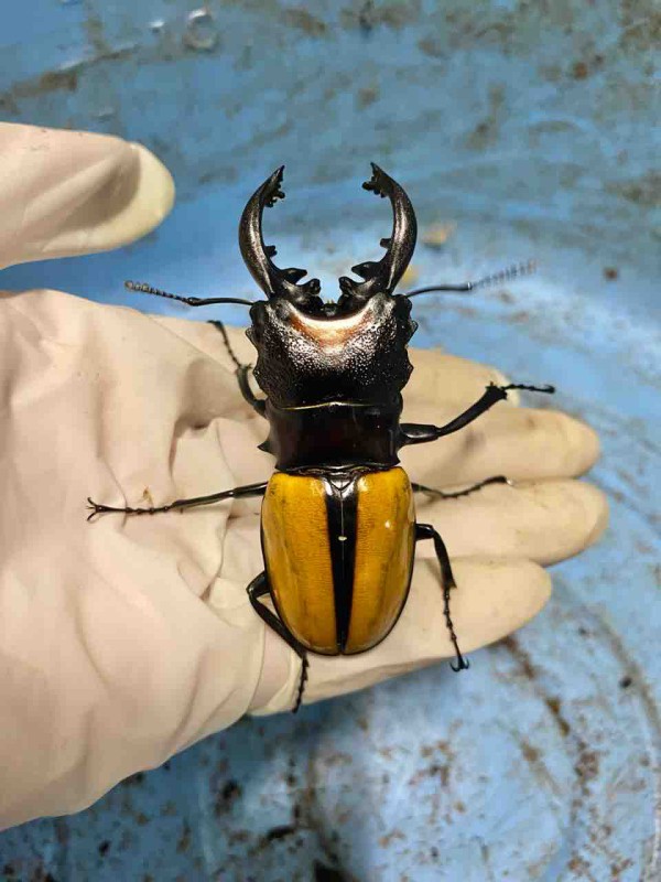 ボーレンホーベンツヤクワガタ 飼育記 と レコード報告 : テツの