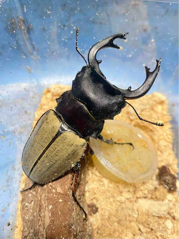 フェモラリスツヤクワガタ （原名亜種） 飼育記 : テツの
