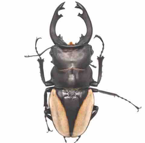 クベラツヤクワガタ 標本 昆虫用品