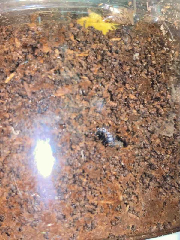 ボーレンホーベンツヤクワガタ 飼育記 (2サイクル目) : テツのツヤクワ