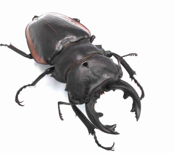 クベラツヤ　インド産　大型 クベラツヤクワガタ (fallaciosa) タイ産 飼育記 : テツの