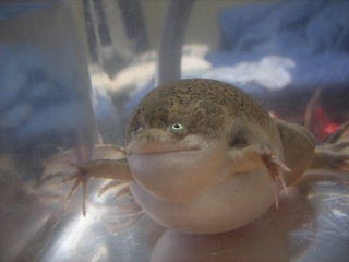 気がつけば年末 イモリ生活e ー Z