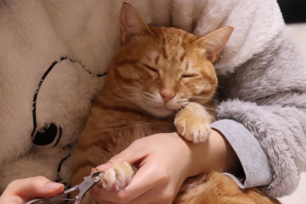爪切りは最高の癒しだにゃ やさしい時間と ねこ暮らし Powered By ライブドアブログ