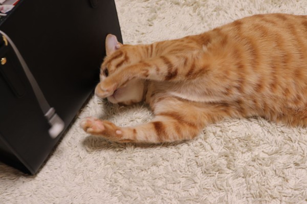 猫にイヤホンは要注意 やさしい時間と ねこ暮らし Powered By ライブドアブログ