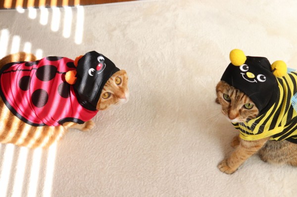 ミツバチねこチャンとてんとう虫 チャーム a｜ハンドメイド・手芸