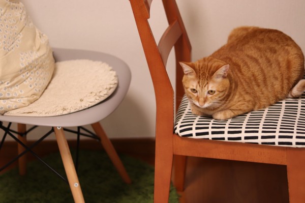 猫と椅子取りゲーム やさしい時間と ねこ暮らし Powered By ライブドアブログ