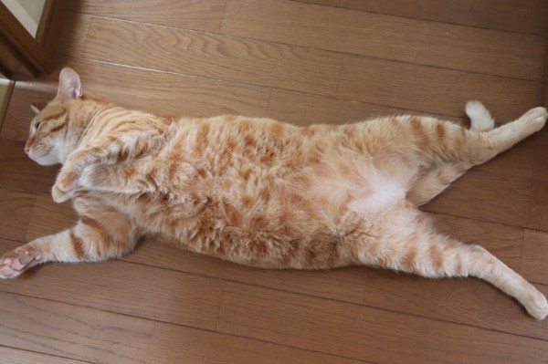 猫の開きをお楽しみください : やさしい時間と、ねこ暮らし Powered by 