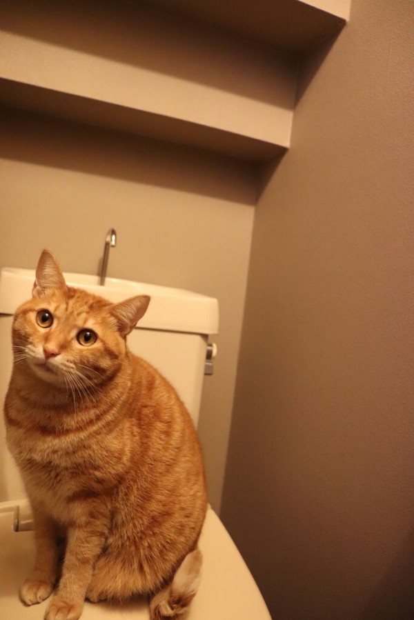 トイレまでついてくる猫がいるのですが やさしい時間と ねこ暮らし Powered By ライブドアブログ