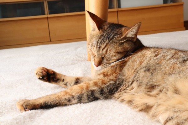 机の足を枕にして寝る猫 やさしい時間と ねこ暮らし Powered By ライブドアブログ