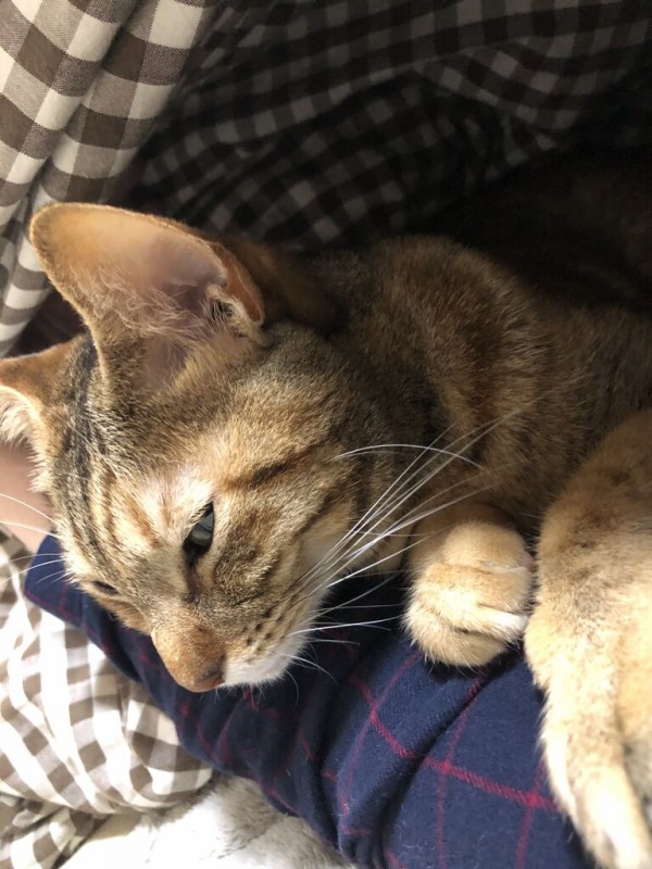 腕枕で眠る猫 やさしい時間と ねこ暮らし Powered By ライブドアブログ
