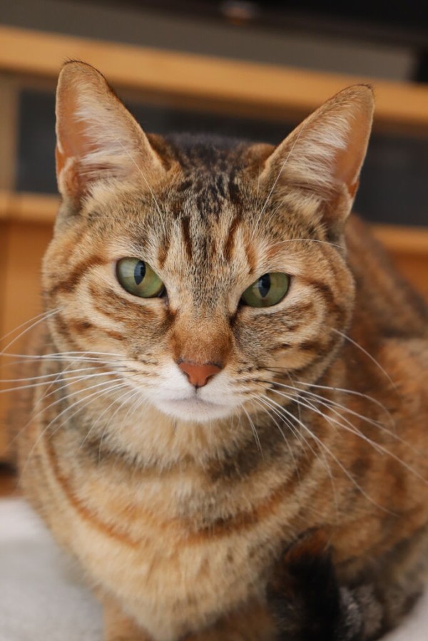 猫の大きさを比べてみたよ やさしい時間と ねこ暮らし Powered By ライブドアブログ 猫の大きさを比べてみたよ やさしい時間と ねこ暮らし Powered By ライブドアブログ