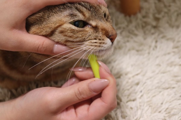 黒いぽつぽつの正体は猫ニキビ やさしい時間と ねこ暮らし Powered By ライブドアブログ