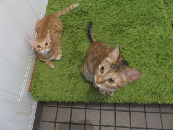 玄関で待つ猫たち やさしい時間と ねこ暮らし Powered By ライブドアブログ