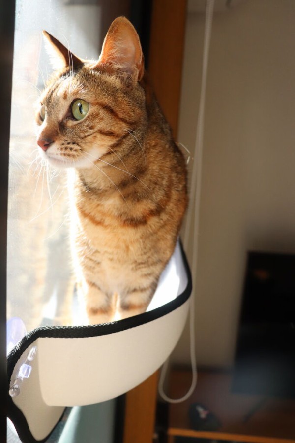 スリーコインズのウィンドウベッド使ってくれた やさしい時間と ねこ暮らし Powered By ライブドアブログ