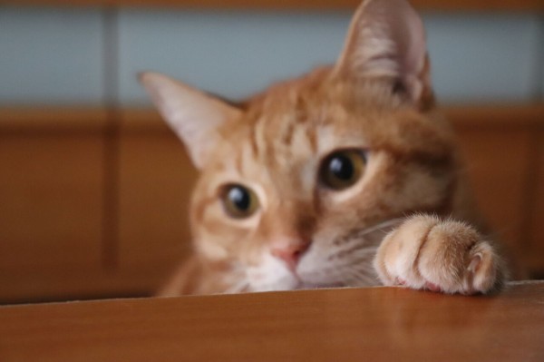 可愛すぎる茶トラ男子 : やさしい時間と、ねこ暮らし Powered by ..., 画像サイズ:600x399