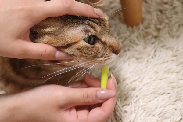 黒いぽつぽつの正体は猫ニキビ やさしい時間と ねこ暮らし Powered By ライブドアブログ