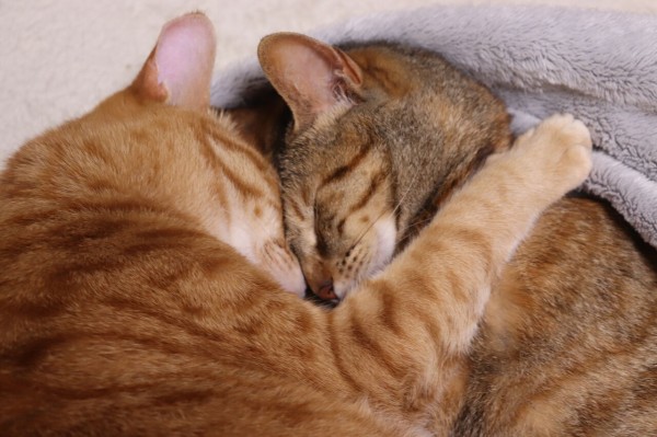 コロナ疲れ解消に 猫のほっこり画像 やさしい時間と ねこ暮らし Powered By ライブドアブログ