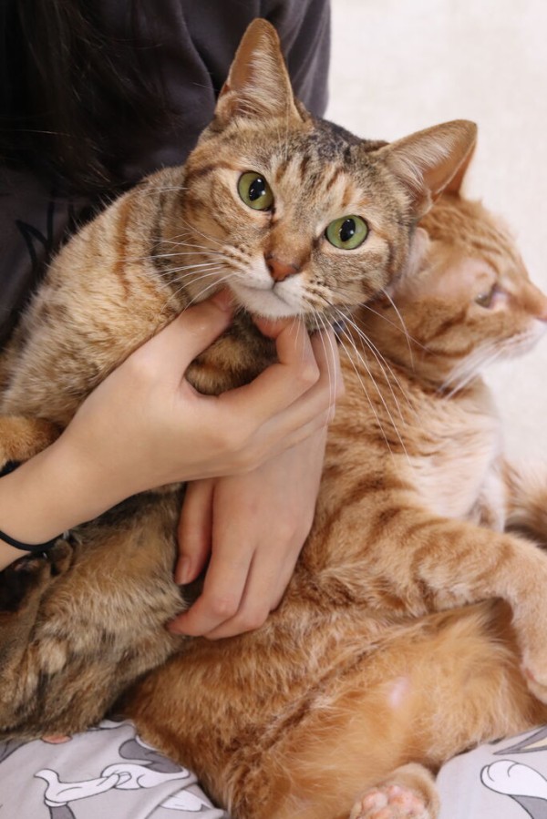 猫まみれの幸せ時間 やさしい時間と ねこ暮らし Powered By ライブドアブログ