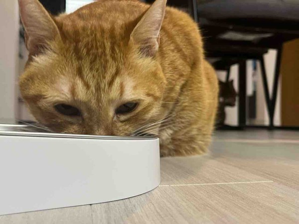 留守でも安心】 猫ちゃんの餌やり、監視、遊び相手 一台3役 O