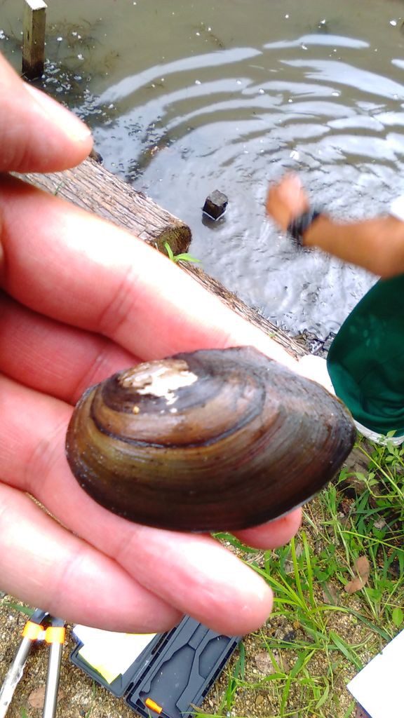 イノシシに食べられ 絶滅したと思っていたら 雨ふる大地