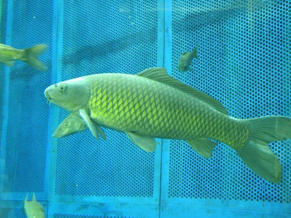 一緒に入れないほうがいい魚 雨ふる大地