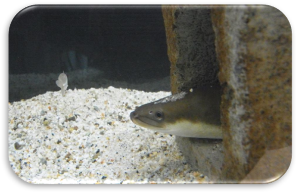 一緒に入れないほうがいい魚 雨ふる大地