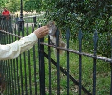 イギリスのリスたち : ロンドン郊外の翻訳者生活日記
