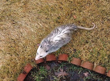 春の使者 アメリカごはん2 田舎町での素敵な生活