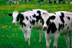 君は牛を二頭持っている あみのさんの雑記帳