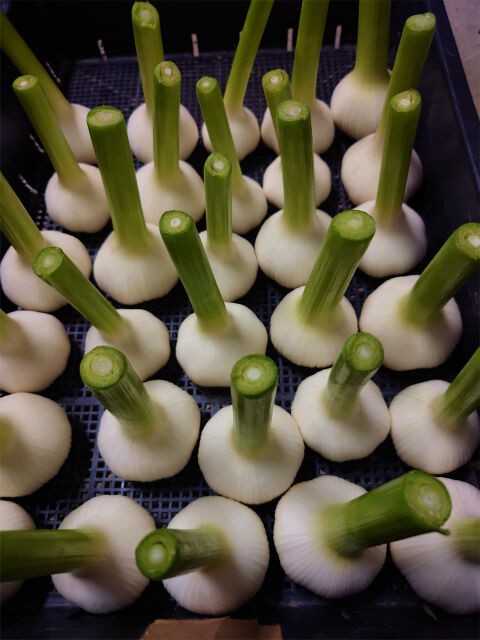野菜作りの実際 51lvXBb+gWL._SY200_QL15_.jpg