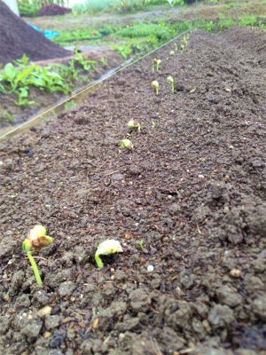 和菓子ひとすじ400年 あみ和菓子店 元気でamigo