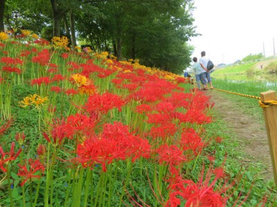 彼岸花が咲く中で 高浜市稗田川沿い 元気でamigo