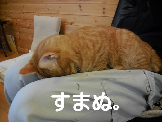 ごめん寝 ジバニャン 茶トラとら ごめん寝 ジバニャン 茶トラとら