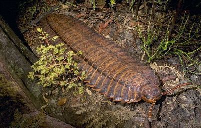 シャコとかどう見ても虫だよな 食えねーよ あみった速報