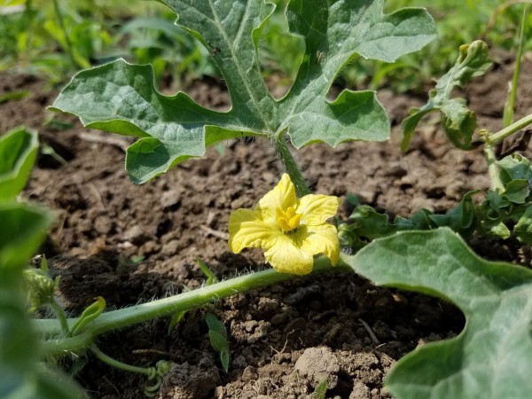 スイカの花が咲いたよ M M S 徒然日記