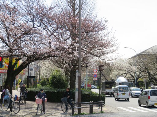 桜 光が丘 東京 おひとりさま日記1962