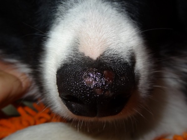 ゼット君負傷です 尾も白い奴等