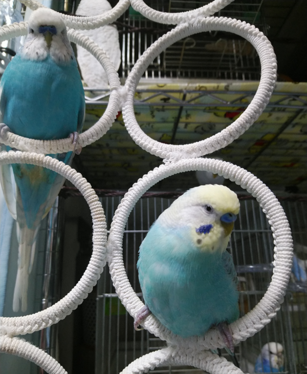 ユーカリ プンクタータ 500g フクロモモンガ インコ 【公式通販】