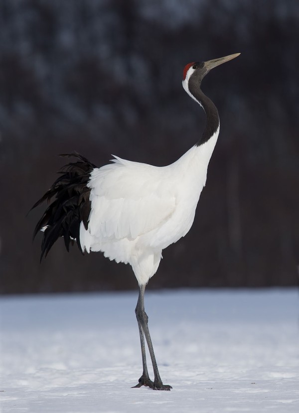 愛鳥週間 県鳥の画像を貼ってく 人生楽しく