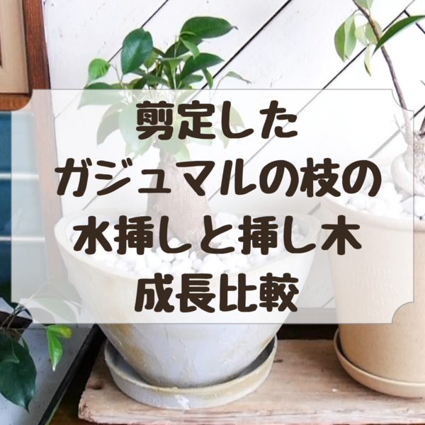 ガジュマルの水挿しを挿し木の成長比較 Handworks Relax Anさんのdiy リメイク 日々のこと Powered By ライブドアブログ