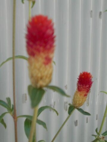 イチゴの実に似た花 白い鷹