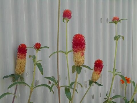 まかろに On Twitter ベランダ先の女の子 ストロベリーキャンドル 花言葉 素朴な可愛らしさ 花 Flower Blume 赤 Red Rod Strawberry Candle ストロベリーキャンドル ファインダー越しの私の世界 写真好きな人と繋がりたい カメラ女子 Https T Co
