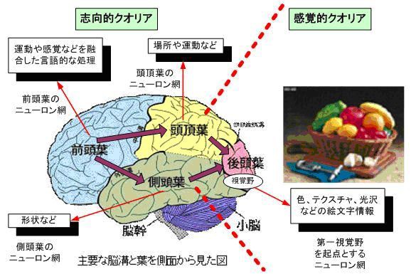 脳科学の応用 No 7 アンディマンのカルチャークリエート 奏造成