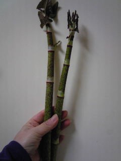 すいすいゴンボ 晴れ時々日記 2