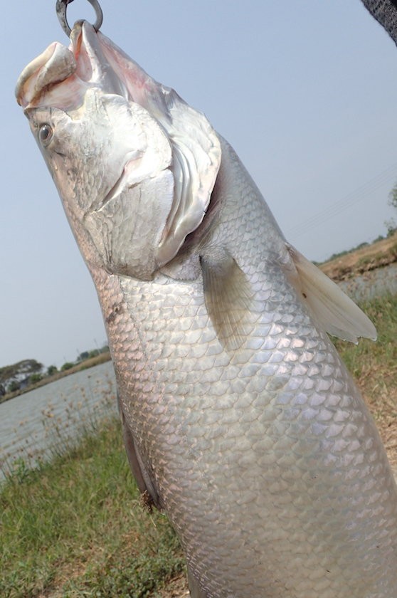 まとめ タイ バンコク で養殖バラマンディを釣るには シーバスアングラー桃太郎