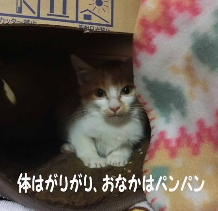 おっさん犬と猫げんき さんより 12月23日レスキュー 被災地の動物たち まとめ る