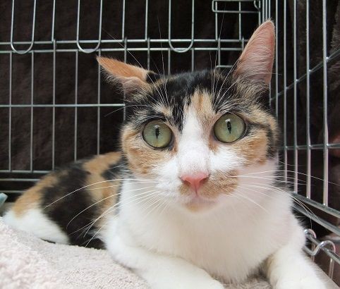 動物いのちの会いわてさんより、「【成猫の里親さん募集中】可愛い三毛 