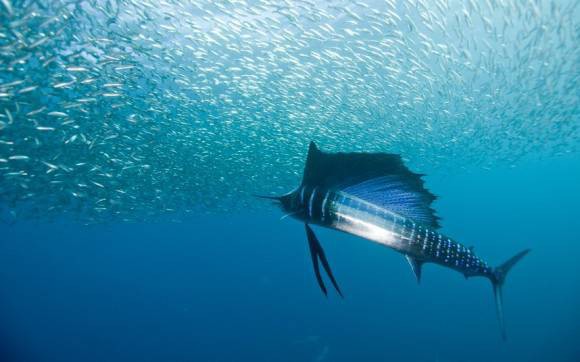 Q 海の生物で最強なのは A ホホジロザメ B シャチ 異世界転生まとめ速報